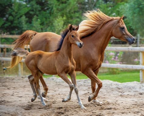 mujer follando con un caballo|259 072 Imágenes gratis de Mujer Teniendo Con Caballo